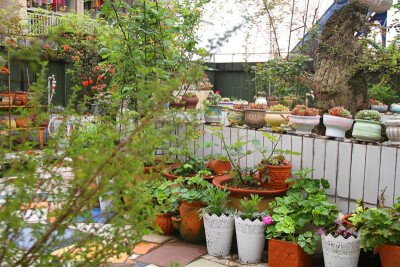 图片由花友提供