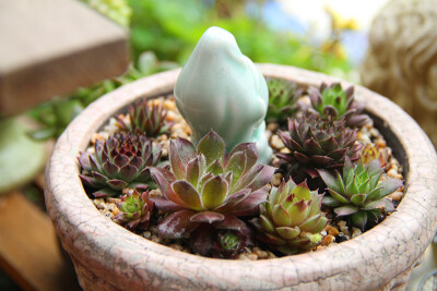 图片由花友提供