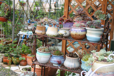 图片由花友提供