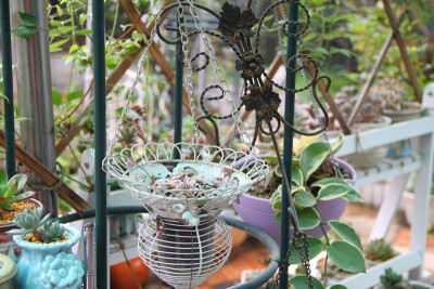 图片由花友提供