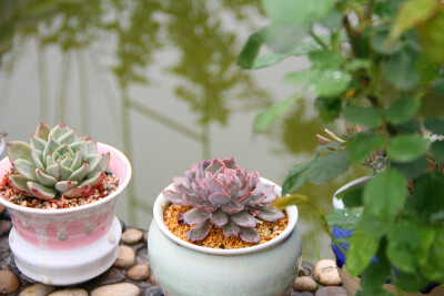 图片由花友提供