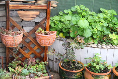 图片由花友提供