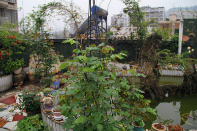 图片由花友提供