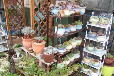 图片由花友提供