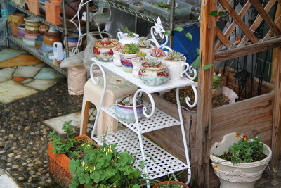 图片由花友提供