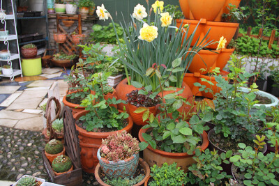 图片由花友提供