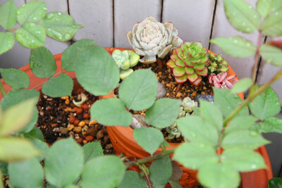 图片由花友提供