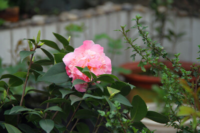 图片由花友提供