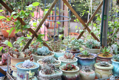 图片由花友提供