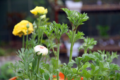 图片由花友提供