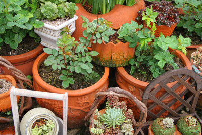 图片由花友提供