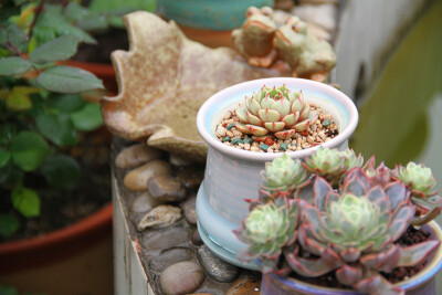 图片由花友提供