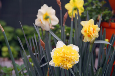 图片由花友提供