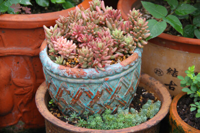 图片由花友提供