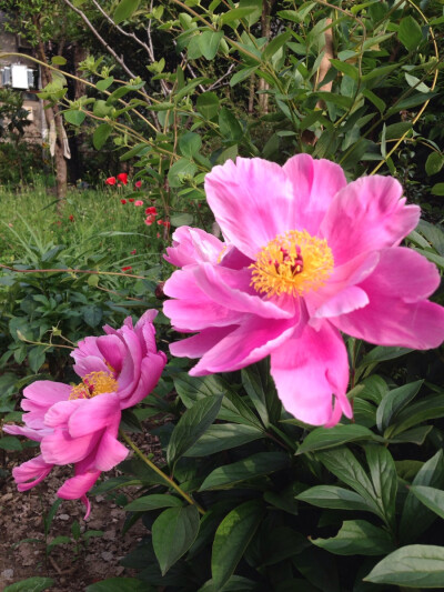 芍药（学名：Paeonia lactiflora Pall.），别名将离、离草，属虎耳草目，毛茛科芍药属多年生草本花卉。园艺品种花色丰富，有白、粉、红、紫、黄、绿、黑和复色等，花径10～30厘米，花瓣可达上百枚。芍药被人们誉为“…