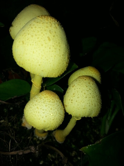 我家花盆里~~~