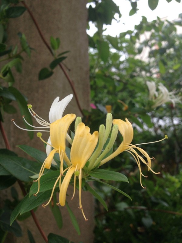 金银花，又名忍冬（学名：Lonicera japonica）。“金银花”一名出自《本草纲目》，花开时，先是白色，其后变黄，白时如银，黄时似金，金银相映，绚烂多姿，所以被称为金银花。又因为一蒂二花，两条花蕊探在外，成双成对，形影不离，状如雄雌相伴，又似鸳鸯对舞，故有鸳鸯藤之称。