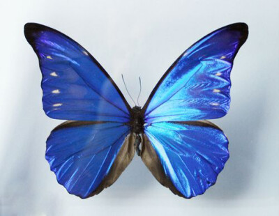 尖翅蓝闪蝶 尖翅蓝闪蝶，（学名：Morpho rhetenor），前足相当退化，短小无爪。前翅R脉5条，常共柄。卵半圆球形。幼虫头上有突起，体节上有枝刺，腹足趾钩1至3序中列式。蛹为垂蛹。雄闪蝶的翅上有绚丽的金属般光泽…