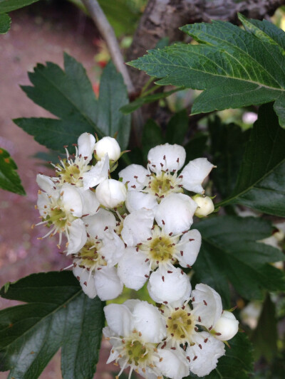 山楂花