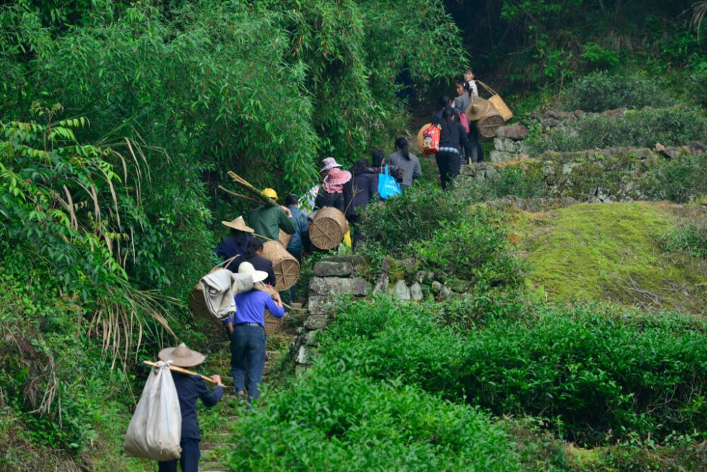 我们的队伍还在前行，忍不住小声哼起一首老歌“这里的山路十八弯……”路越走越窄，有时只能容一人通过。采茶工们肩扛着沉重的工具，一边聊天一边继续攀爬，时不时回头看看不二君走丢了没。