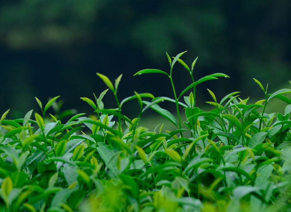 清晨的露珠还未蒸发，挂在细嫩的大红袍茶叶芽头上无比温润清澈，拈一颗茶芽放在嘴里细细咀嚼，青涩的香气能持续好久好久。