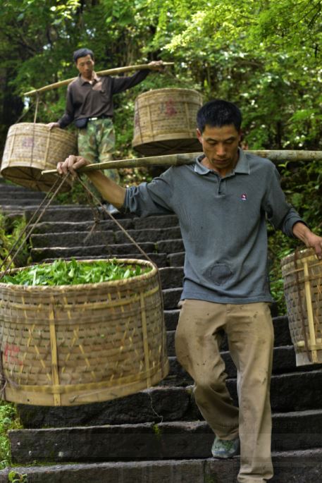 险峻的山势，传统手工采摘和运输，使得每片茶叶都来之不易。平均11斤茶青才能制出1斤精茶，好的岩茶更是弥足珍贵。喝茶当思采茶人，能喝到的，除了岩骨花香，还有茶人们的勤劳和用心。