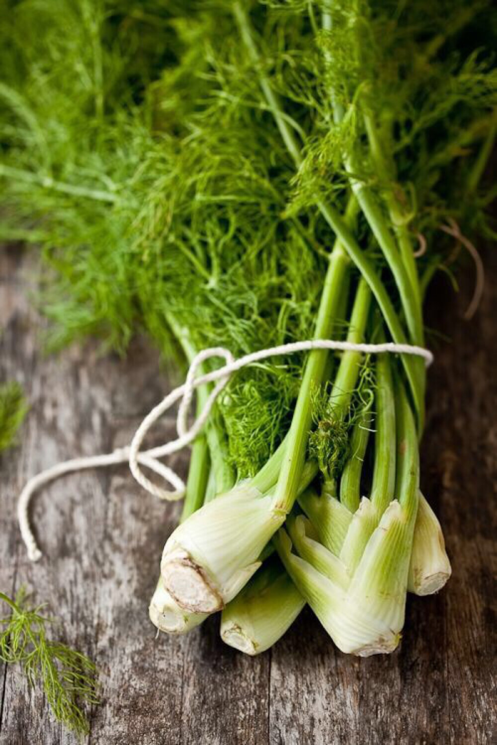 小茴香fennel