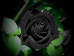 Black Rosevil。它的花语是：你是恶魔，且为我所有。