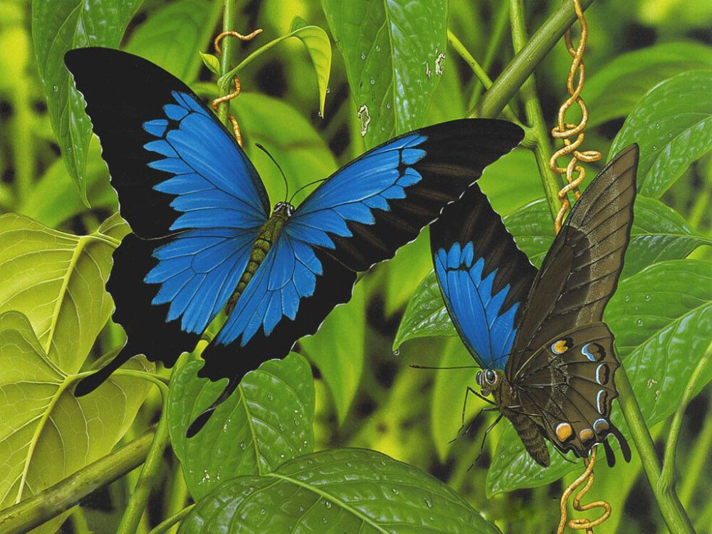 天堂凤蝶 papilio ulysses 别名：琉璃凤蝶、英雄凤蝶。澳大利亚的最美丽的蝴蝶，也是国蝶，纯正的蓝色与黑色及优雅的形态令人倾倒，是收藏与欣赏的佳品蝴蝶。新几内亚的热带丛林中，生活着一类蝴蝶--天堂凤蝶，由于它们翅形优美而巨大，全身在黑天鹅绒质的底色上闪烁着纯正蓝色的光泽，被当地土著人认为是来自天堂的使者。目前以被列为昆士兰州的保护种类。