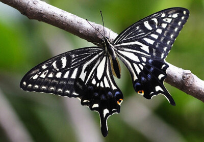 柑橘凤蝶 Papilio xuthus 柑橘凤蝶，又名橘黑黄凤蝶，橘凤蝶、黄菠萝凤蝶、黄檗凤蝶等。属鳞翅目凤蝶科。幼虫喜欢的食草是芸香科的柑橘植物及食茱萸。在所有凤蝶中，柑橘凤蝶这名字最为特殊，因它是唯一与食草同名…