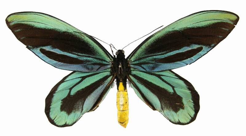 大鸟翼蝶 亚历山大女皇鸟翼凤蝶（学名：Ornithoptera alexandrae；英语：Queen Alexandra's Birdwing；法语：Ornithoptère De La Reine Alexandra）是世界上最大的蝴蝶。它们是由罗斯柴尔德（Walter Rothschild）于1907年命名，目的是纪念英王爱德华七世的妻子亚历山大皇后（1844-1925）。它们只分布在新几内亚东部的北部省。这种蝴蝶以往是分类在裳凤蝶属中，现已重新分类在凤蝶科鸟翼蝶属。另有建议将它们分类在单独一属中。此物种属于《濒危野生动植物种国际贸易公约》（简称《华盛顿公约》或CITES）。