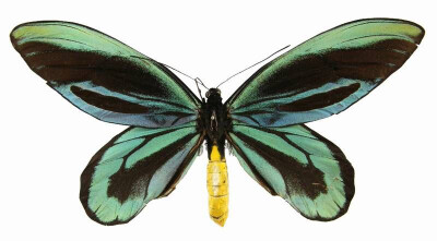 大鸟翼蝶 亚历山大女皇鸟翼凤蝶（学名：Ornithoptera alexandrae；英语：Queen Alexandra's Birdwing；法语：Ornithoptère De La Reine Alexandra）是世界上最大的蝴蝶。它们是由罗斯柴尔德（Walter Rothschild）于…