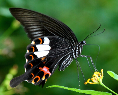 玉斑凤蝶 玉斑凤蝶 Papilio helenus Linnaeus,1758。别名白纹凤蝶。其下翅两块白斑似两个背对背打坐的小和尚，酷似日本小和尚一休，故称“一休蝶”、“佛蝶”。