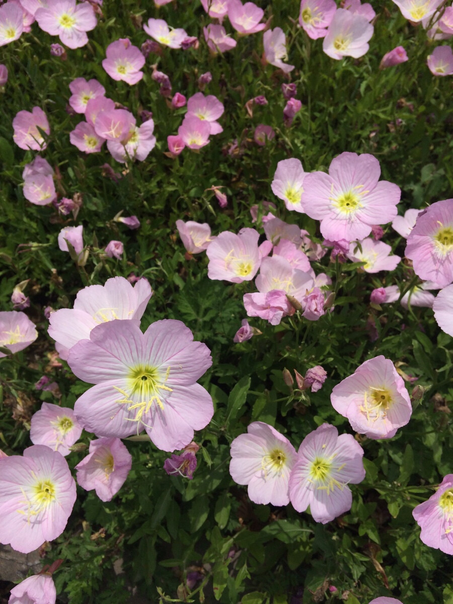 不知名的一片花有谁知道名字么