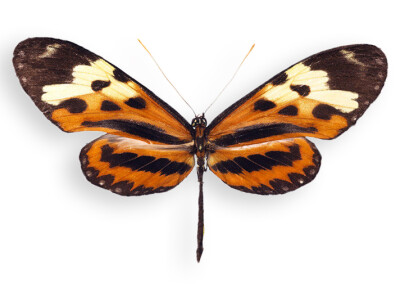 圣歌女神裙绡蝶 圣歌女神裙绡蝶（英文：Mechanitis polymnia）蛱蝶科，它们以金灿灿犹如金属铠甲的蛹著称，这种蛹或许可以反射周围环境里的图案，从而模糊轮廓，达到视觉隐形的效果。 这种蝴蝶产于墨西哥直到南美的…