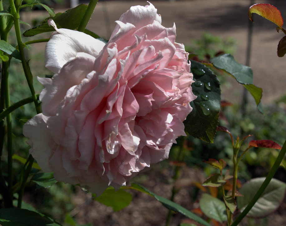 威基伍德玫瑰（The Wedgwood Rose） 商用别名： Ausjosiah 培育：2009英国，大卫奥斯汀（David Austin）。 类别：英国玫瑰[奥斯汀]。English Rose [David Austin]. 粉红。中度丁香、水果的香味。大中型，完整杯状形式。 习性：光滑，深绿色叶子，高150至305厘米。 可以作为藤本种植 大卫奥斯汀推荐品种 抗寒性非常好，中等香水，优秀的重复开花习性