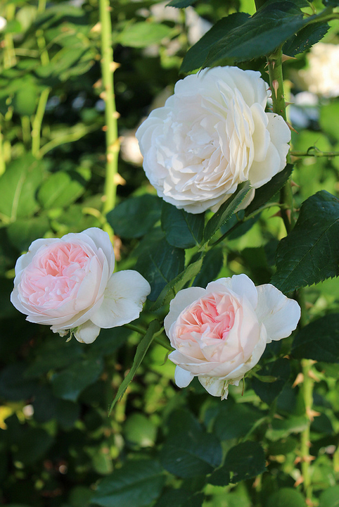 塞巴斯蒂安克奈普 （Sebastian KNEIPP），平均直径4.25&amp;quot;，大花，（26-40花瓣），杯状形式。四季。中等植株，浓密。叶片有光泽深绿色的。高度可达47&amp;quot;（120厘米）。非常抗病。