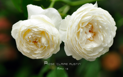 克莱尔奥斯丁（Claire Austin）,育出者：David Austin(2007),花型：球状花型,花径：11CM,颜色：白色，接近白色,花瓣数：41+,香味：强没药香,树型：灌木,株高：120CM,冠:100CM,难得的白色花色,克莱尔奥斯丁是奥斯丁的…