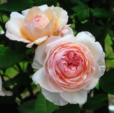  什罗普郡的年轻人（Shropshire Lad）优秀的藤蔓玫瑰,在美丽的花环与微妙的桃红色花朵中，带着水果的香味。还可以形成非常具有良好的悬垂生长效果。花径大约7-9厘米 .高150厘米，生长强劲。