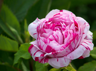 抓破美人脸(Variegata di Bologna） 培育时地： 1909前/意大利 类别： 波旁月季 别称： 暂无 色系： 白色/樱桃红/条纹 香型： 强香 植株高度：（厘米） 15-305 植株宽度：（厘米） 暂无 是否抗病： 易黑电 是否多季…