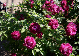 葡萄冰山(Burgundy Iceberg)，丰花，四季，暗紫红色，无香味，开花性非常好，花量大，花有绒质，花药深紫色，半重瓣，多头，成簇大集群开放。株型中等，叶片光亮圆润，抗病性好，株高80-100厘米，分枝性非常好，非常耐修剪。此品种为冰山的芽变品种，生长习性、株型、叶片、花型等表现与冰山一致，唯独不同的就是色彩，是近两年来培育出的新品种中的佼佼者。冰山就是公认的名花，也是月季十大名种之一，所以勃艮第冰山的出世无疑为只有白色的冰山增加了一个孪生兄弟，值得大家收藏。由于芽变的因素，其基因内嵌入了白色基因，所以开花时偶尔会出现个别白色花朵以及白紫色相间的花朵，非常神奇。