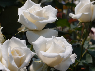 婚礼白(Bridal White), 色系： 白色系 花期： 花径： 株高： 系统： F 所属分类： 丰花月季 特点简介： 象牙白色。 面世时地： 1970年（美国）