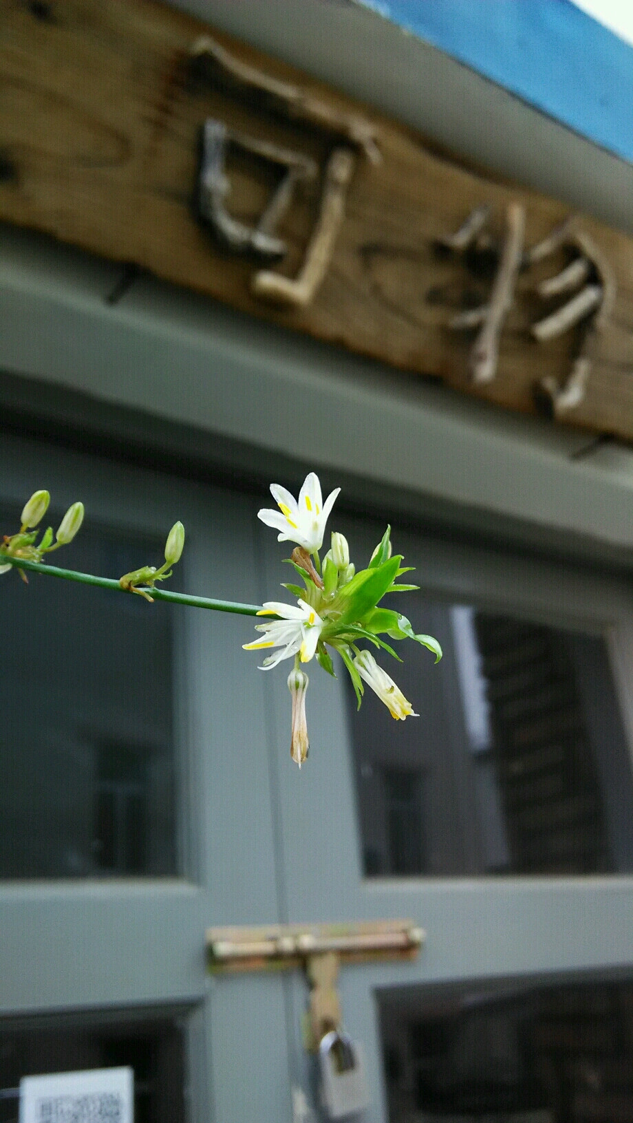 山前遗陋室，雨后现兰花。鹅黄娇嫩绿，舒心宜其家。