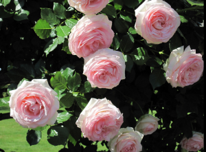 龙沙宝石（Meiviolin）， 别 称Rose Eden、Pierre de Ronsard ，培育人员1985年前法国， 类别： 藤本 色系： 粉色，香型： 淡到浓 植株高度：（厘米） 365-455 植株宽度：（厘米） 245 习性： 耐热 是否多季： 是 花瓣数： 100-110