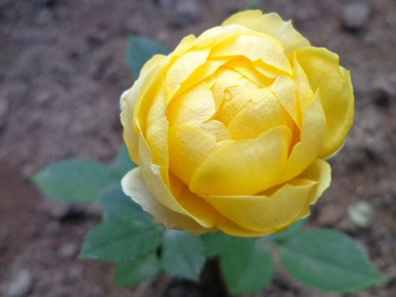 金丝雀（ Canary）カナリアリッチ，又名， 富贵金丝鸟，金丝雀月季极爱开花，而根据花友实践金丝雀从牙签苗就开个不停，有枝就有花，花期很长，颜色呈现奶黄色，更有花友称之为奶黄包子