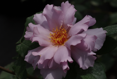 玫瑰时装（COUTURE ROSE TILIA）——（日本） 日文名称：クチュールローズ??チリア 培育2010年日本，河本纯子，河本玫瑰园（河本バラ园作） 花色：粉红色 花形：八重荷叶边 花径：8～10cm 多季节重复盛开 高度：120c…