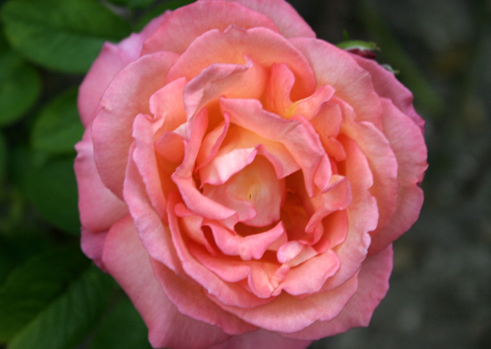 樱桃白兰地85(cherry brandy 85) 培育时地: 1985/德国 类别: 混合茶