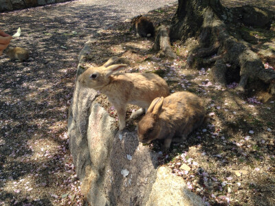 大久野岛的兔子酱