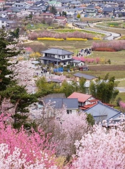 日本樱花季节！