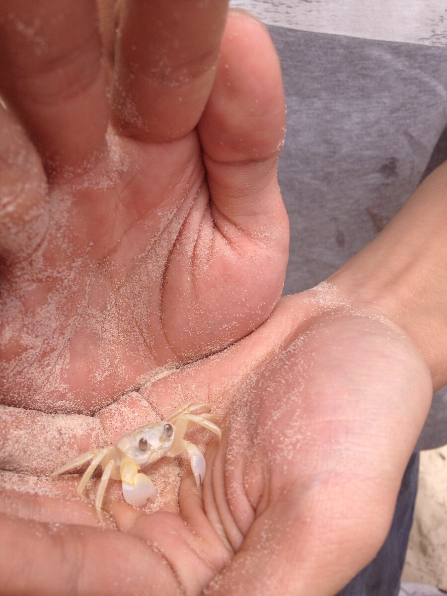 at gold coast and grab the crab